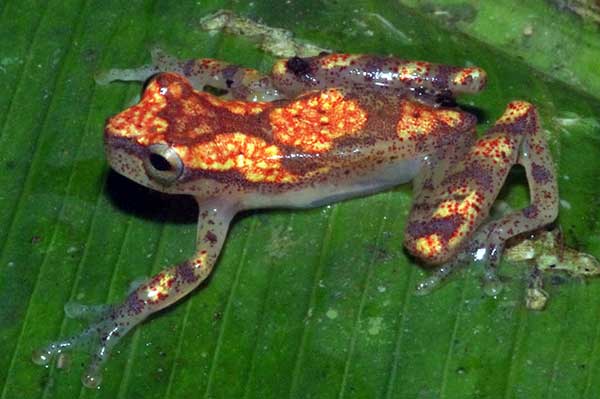Jeweled Treefrog (Hyla miyatai)