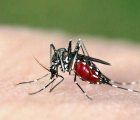 Cases of Dengue, Zika and Chikungunya in Peru