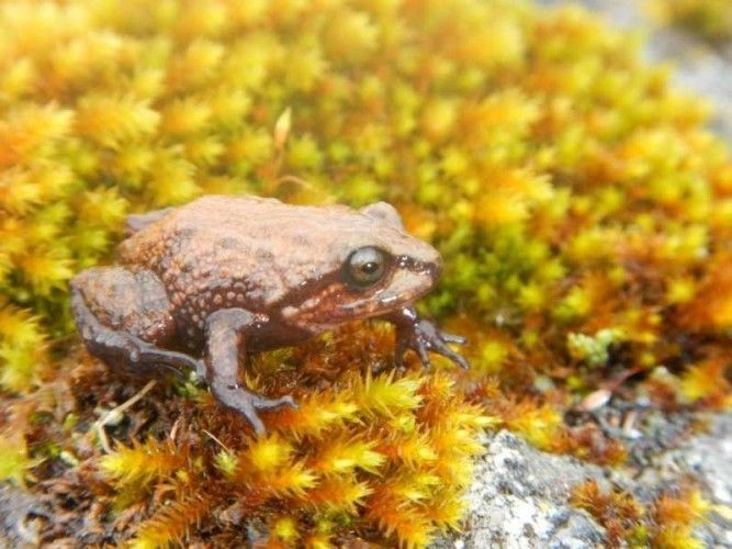 The recently discovered Attenborough rubber frog lives in the Pui Pui Protected Forrest in Peru; photo: Dr. Edgar Lehr