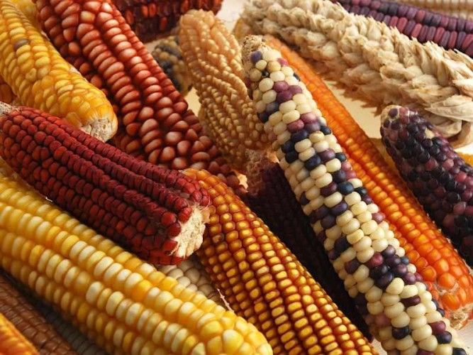 Peru grwos a wide variety of corn, but still imports maize from the US to meet the demand of its poultry industry
