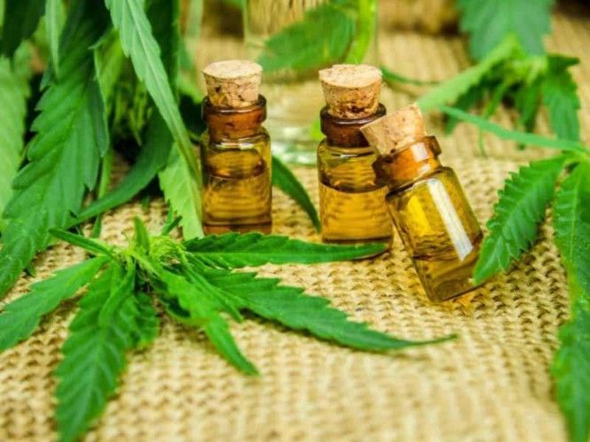 A draft bill regarding the use of medical marijuana was approved by the National Defense Commission of the Peruvian Congress; next step a plenary debate that could clear the way for the legal usage of cannabis oil in Peru