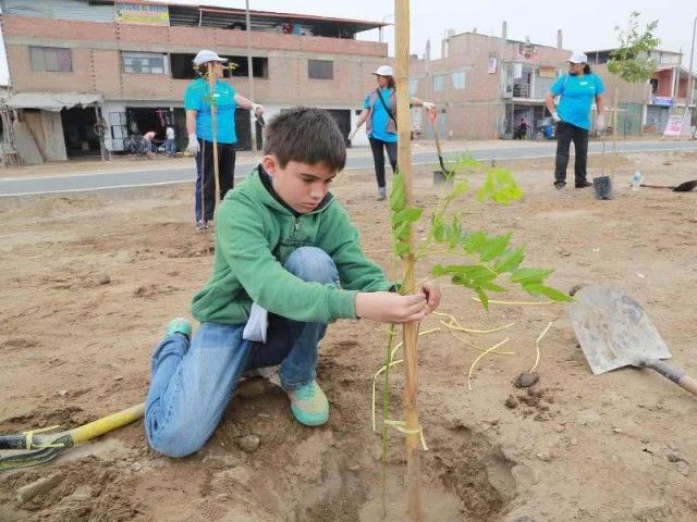 Lima is getting greener - tree by tree
