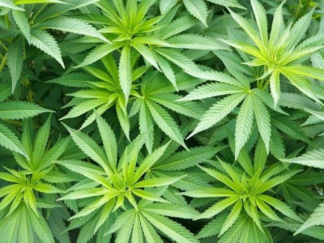 Medical marijuana legal in Peru soon?