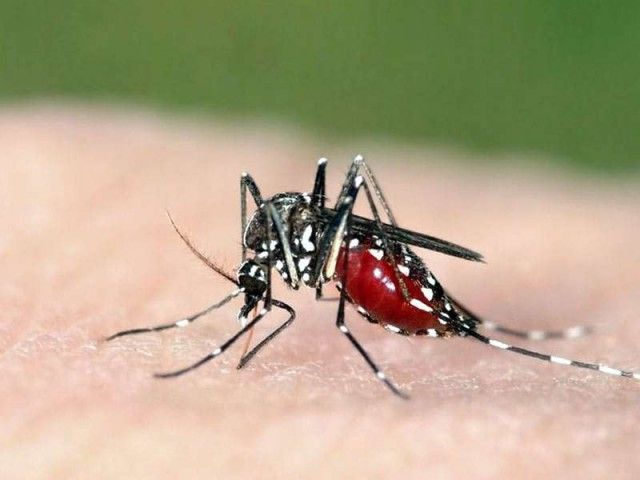 Cases of Dengue, Zika and Chikungunya in Peru